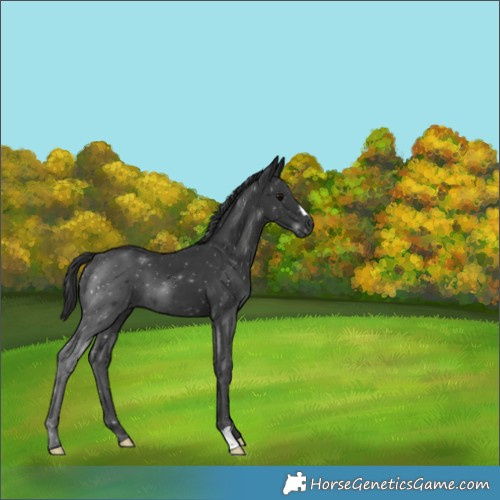 Horse Color:Black 