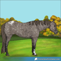 Horse Color:Smoky Grullo  and Smoky Grullo 