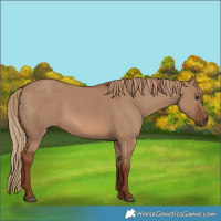Horse Color:Red Dun