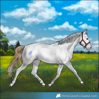 Horse Color:Buckskin Dun Snowflake Varnish  and Buckskin Dun Snowflake Varnish 