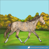 Horse Color:Buckskin Dun Appaloosa  and Buckskin Dun Appaloosa 