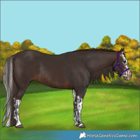 Horse Color:Brown Rabicano  and Liver Chestnut Splash 