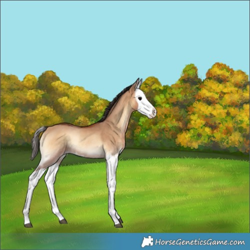 Horse Color:Bay Onyx Splash Rabicano 