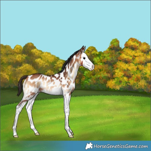 Horse Color:Bay Onyx Splash Appaloosa Rabicano 