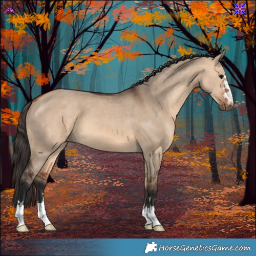 Horse Color:Bay Dun 