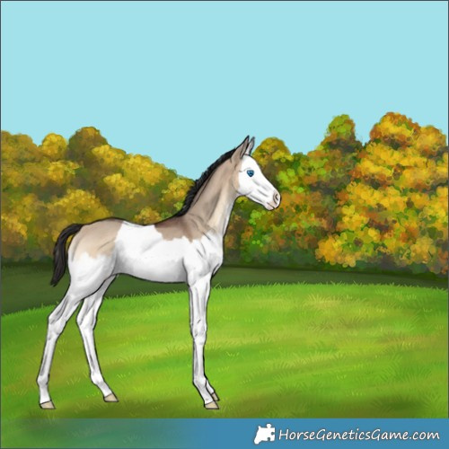 Horse Color:Brown Onyx Splash Rabicano 