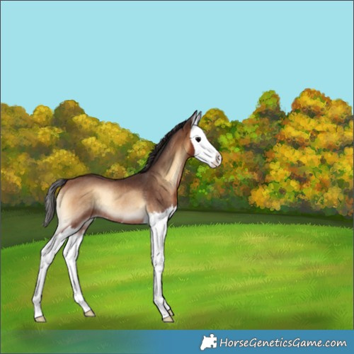 Horse Color:Brown Onyx Splash Rabicano 