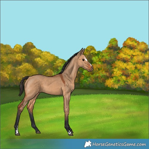 Horse Color:Bay Dun Sabino 