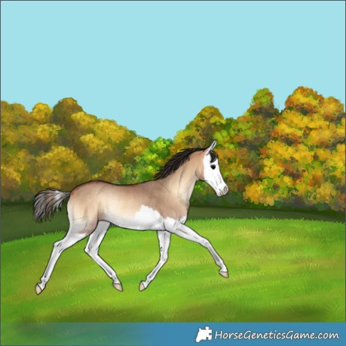 Horse Color:Bay Onyx Splash Rabicano 