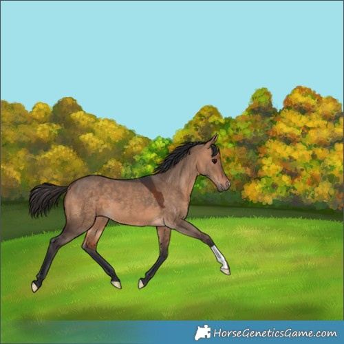 Horse Color:Bay Dun 