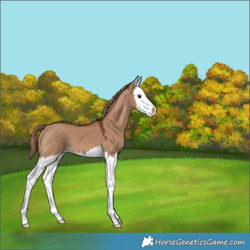 Horse Color:Red Dun Splash 