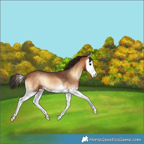 Horse Color:Bay Onyx Splash Rabicano 