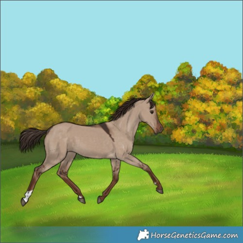 Horse Color:Liver Red Dun 