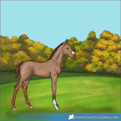 Horse Color:Red Dun 