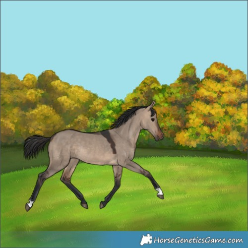 Horse Color:Brown Dun Rabicano 