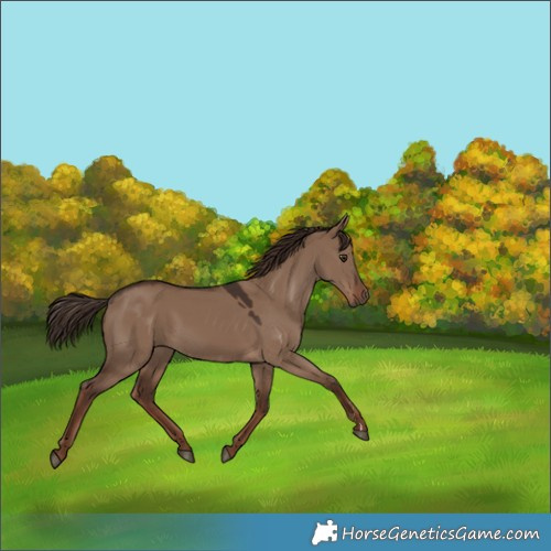 Horse Color:Liver Red Dun 