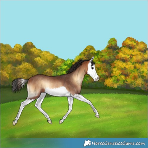 Horse Color:Bay Onyx Splash Rabicano 