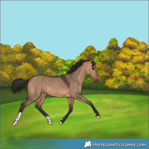 Horse Color:Bay Dun 