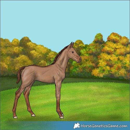 Horse Color:Red Dun 