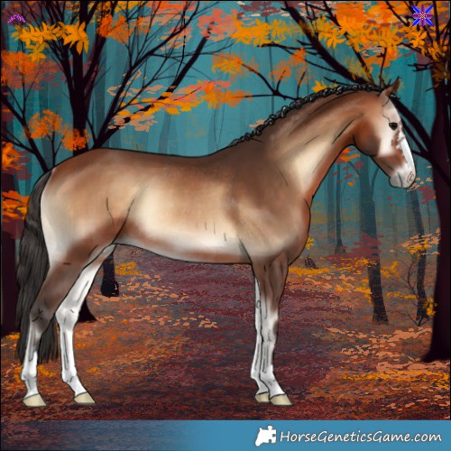 Horse Color:Bay Onyx Rabicano 