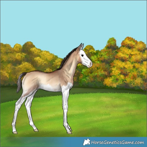 Horse Color:Bay Onyx Splash Rabicano 