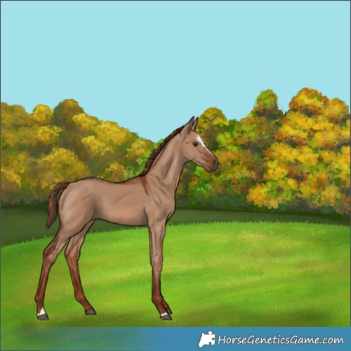 Horse Color:Red Dun Sabino 