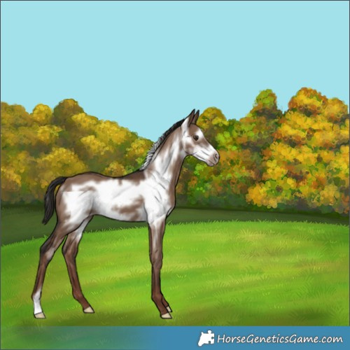 Horse Color:Liver Red Dun Frame 