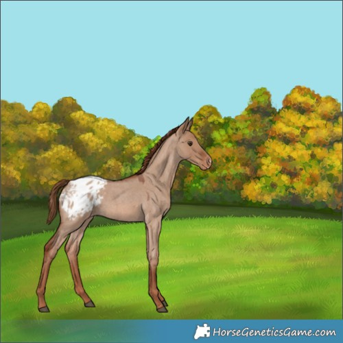 Horse Color:Red Dun Roan Appaloosa 