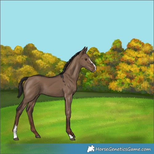 Horse Color:Liver Red Dun Sabino 