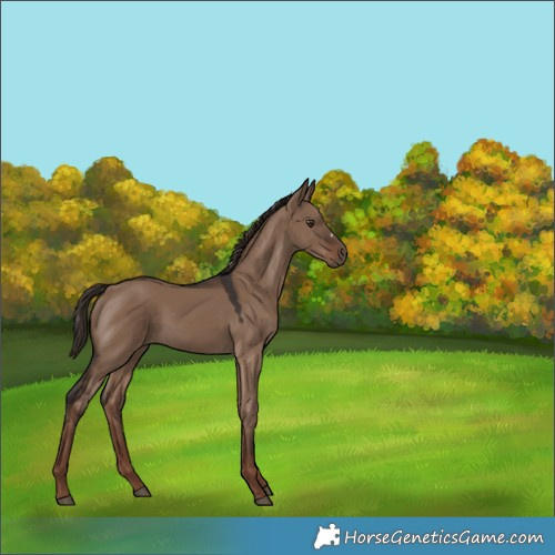 Horse Color:Liver Red Dun 