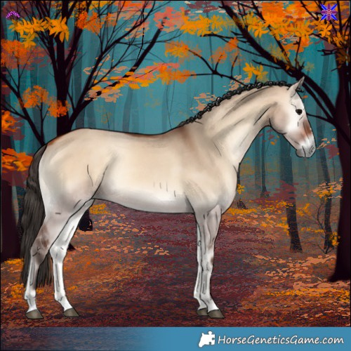 Horse Color:Bay Onyx Rabicano 