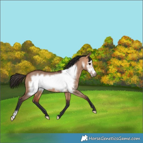 Horse Color:Bay Dun Frame 