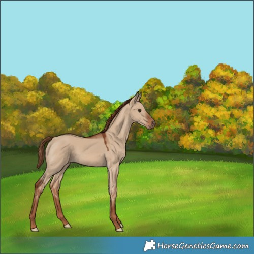 Horse Color:Red Dun 