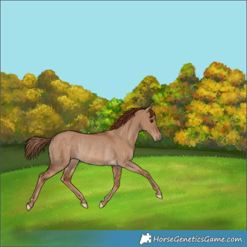 Horse Color:Red Dun Rabicano 