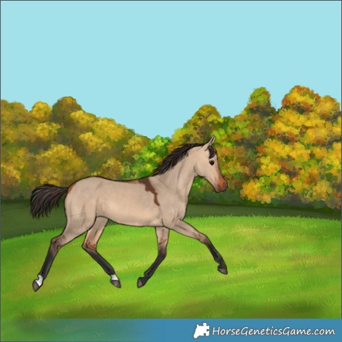 Horse Color:Bay Dun 