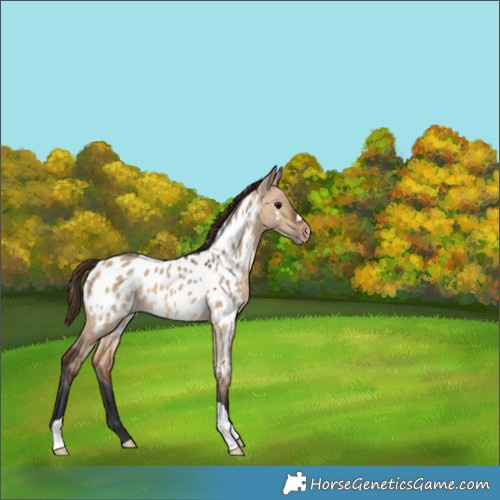 Horse Color:Bay Dun Appaloosa 