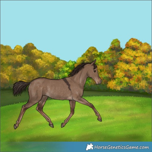 Horse Color:Liver Red Dun Rabicano 