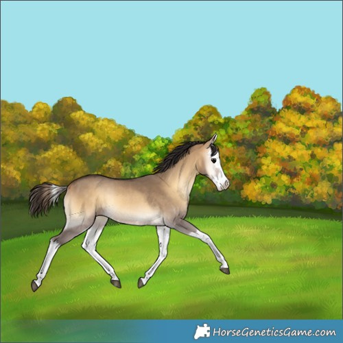 Horse Color:Buckskin Onyx Splash Rabicano 