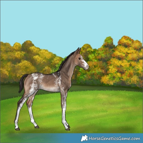 Horse Color:White Spotted Bay Dun 