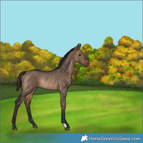 Horse Color:Brown Dun Rabicano 