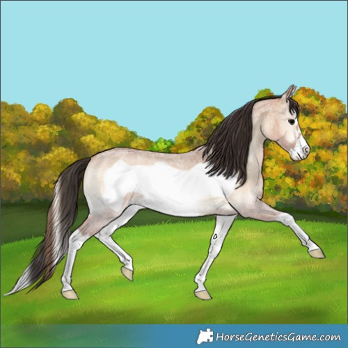 Horse Color:Bay Roan Onyx Splash Frame Rabicano 