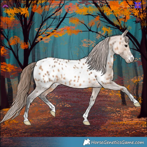 Horse Color:Bay Dun Appaloosa 