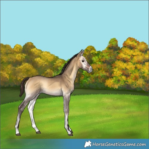 Horse Color:Buckskin Onyx Rabicano 