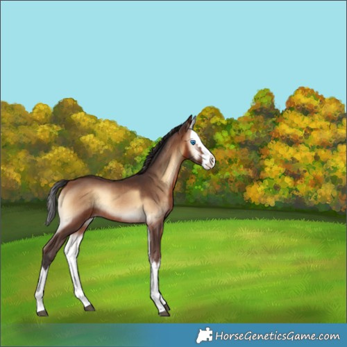 Horse Color:Brown Onyx Splash Rabicano 