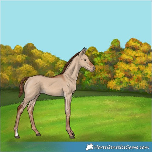 Horse Color:Red Dun 