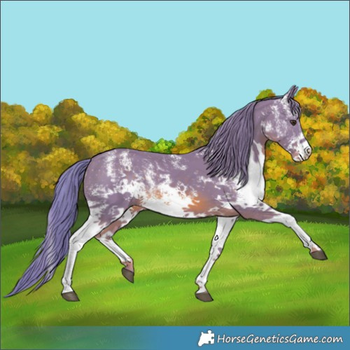 Horse Color:Watercolor White Spotted Chestnut 