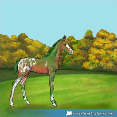 Horse Color:Watercolor White Spotted Bay Appaloosa 