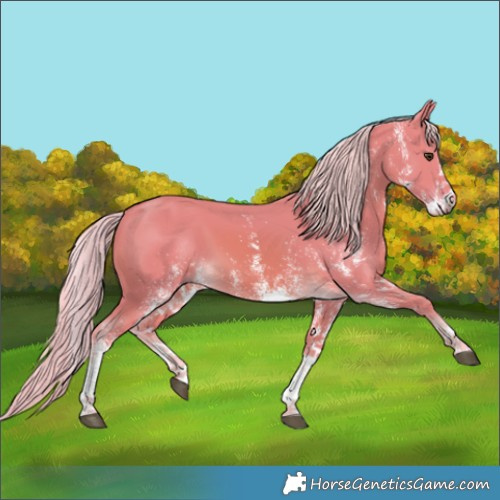 Horse Color:Watercolor White Spotted Palomino 