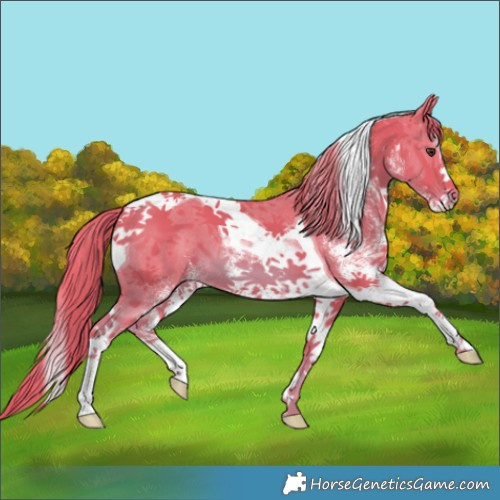 Horse Color:Watercolor White Spotted Chestnut Tobiano 