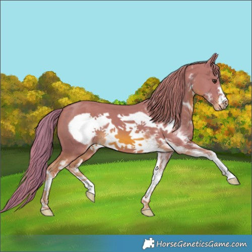 Horse Color:Watercolor White Spotted Chestnut Frame 